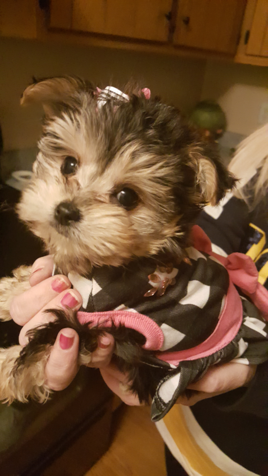 Mc Kinney Morkie Pup