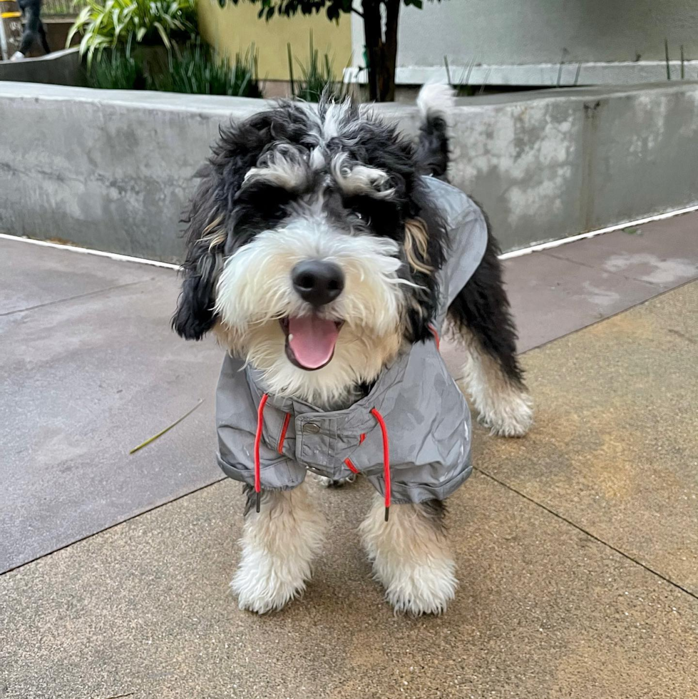 Small Mini Bernedoodle Pup in El Cerrito CA