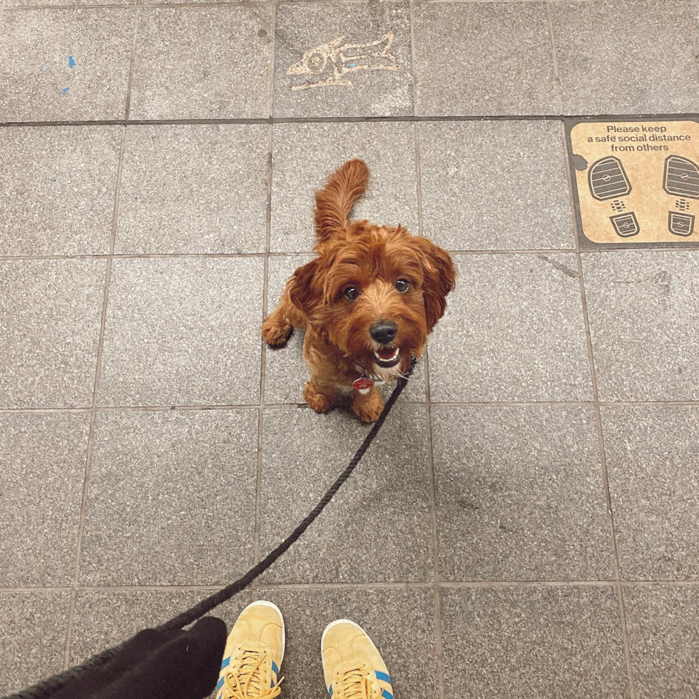 Small Cavapoo Pup