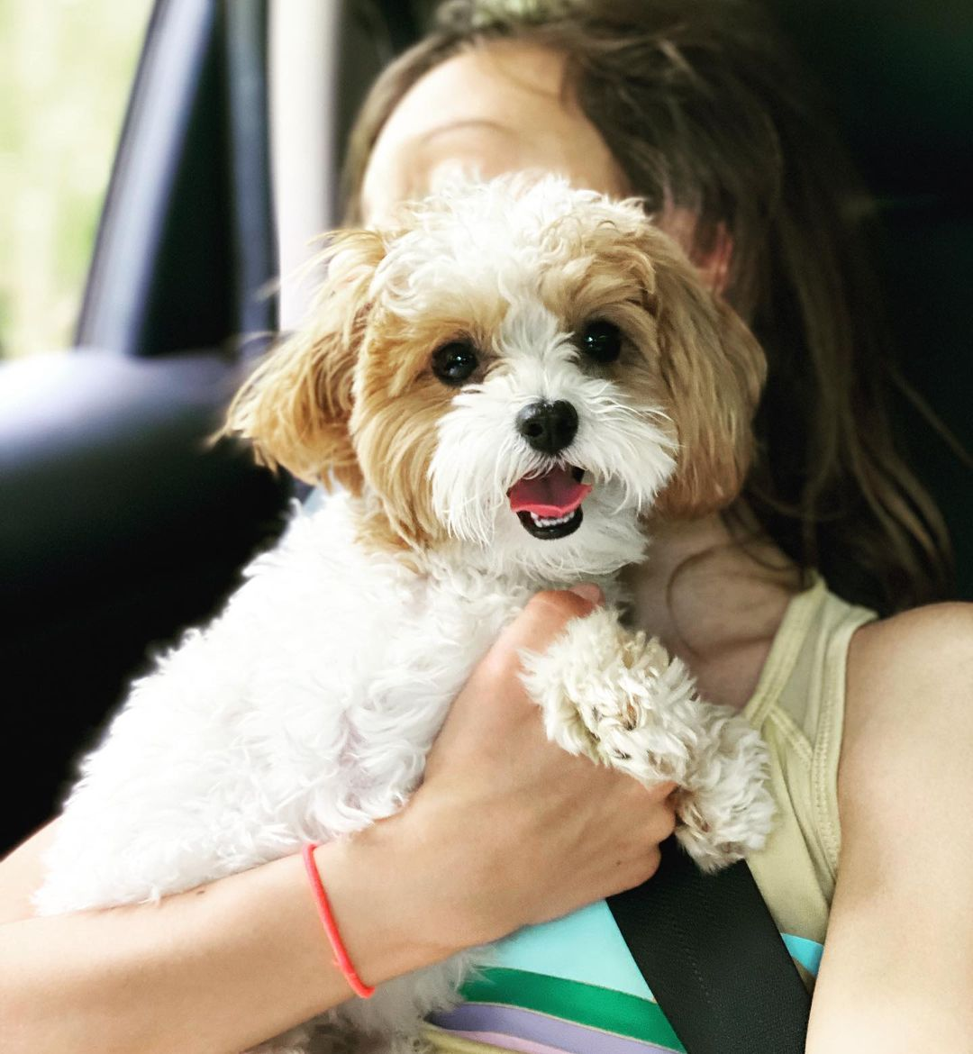 Sweet Maltipoo Baby
