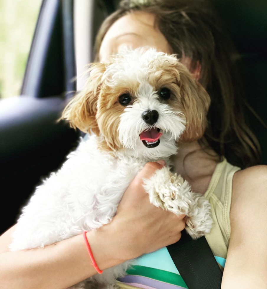 Small Maltipoo Pup in North Fond Du Lac WI