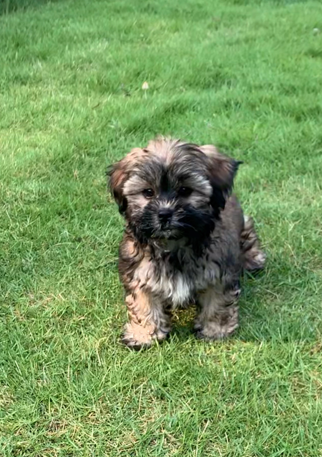 Playful Shi Chon Designer Puppy
