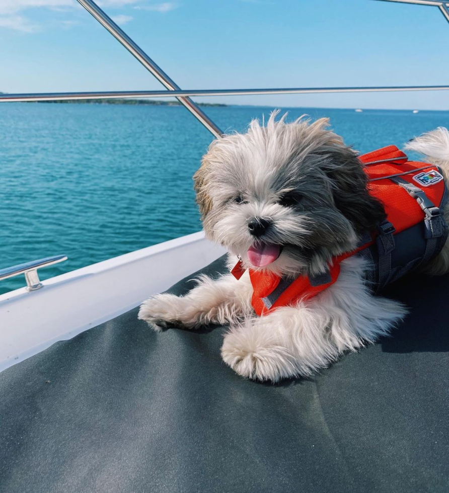 Hypoallergenic Shichon Designer Pup