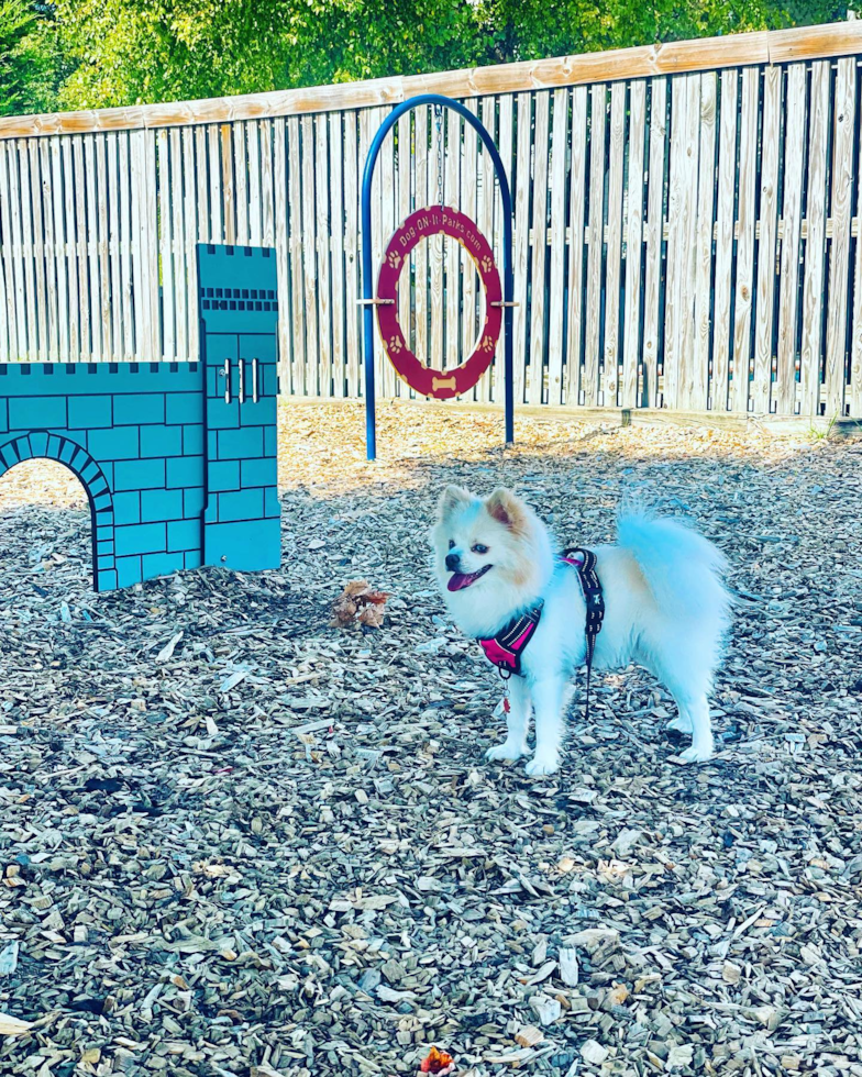 Friendly Pomsky Pup