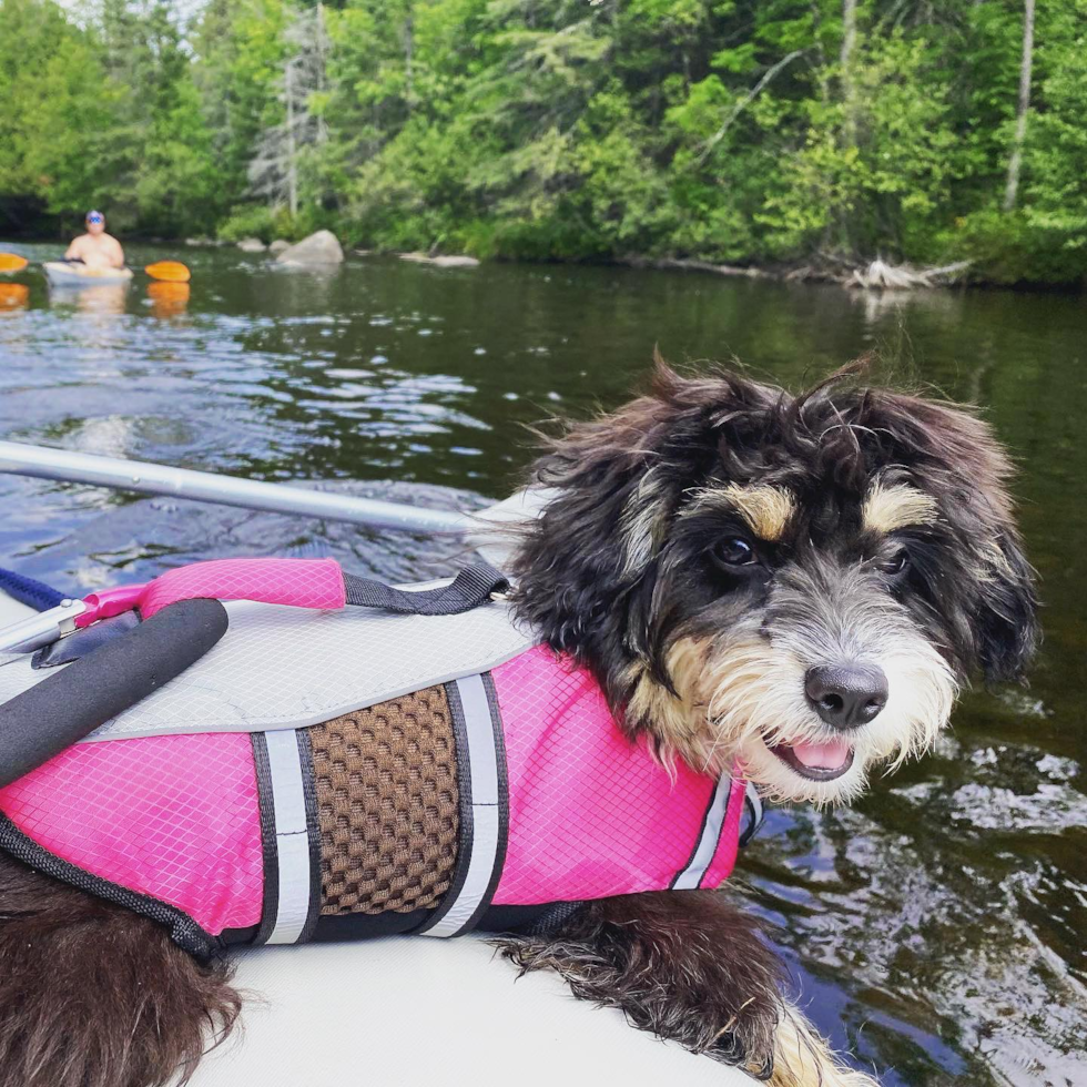 Small Mini Aussiedoodle Pup