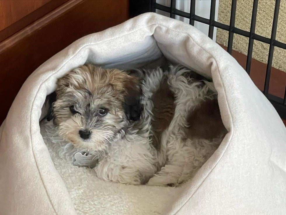 Popular Havanese Pup