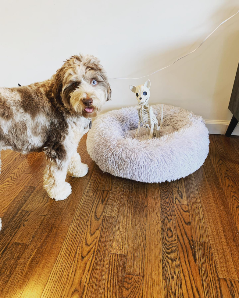 Encino Mini Aussiedoodle Pup