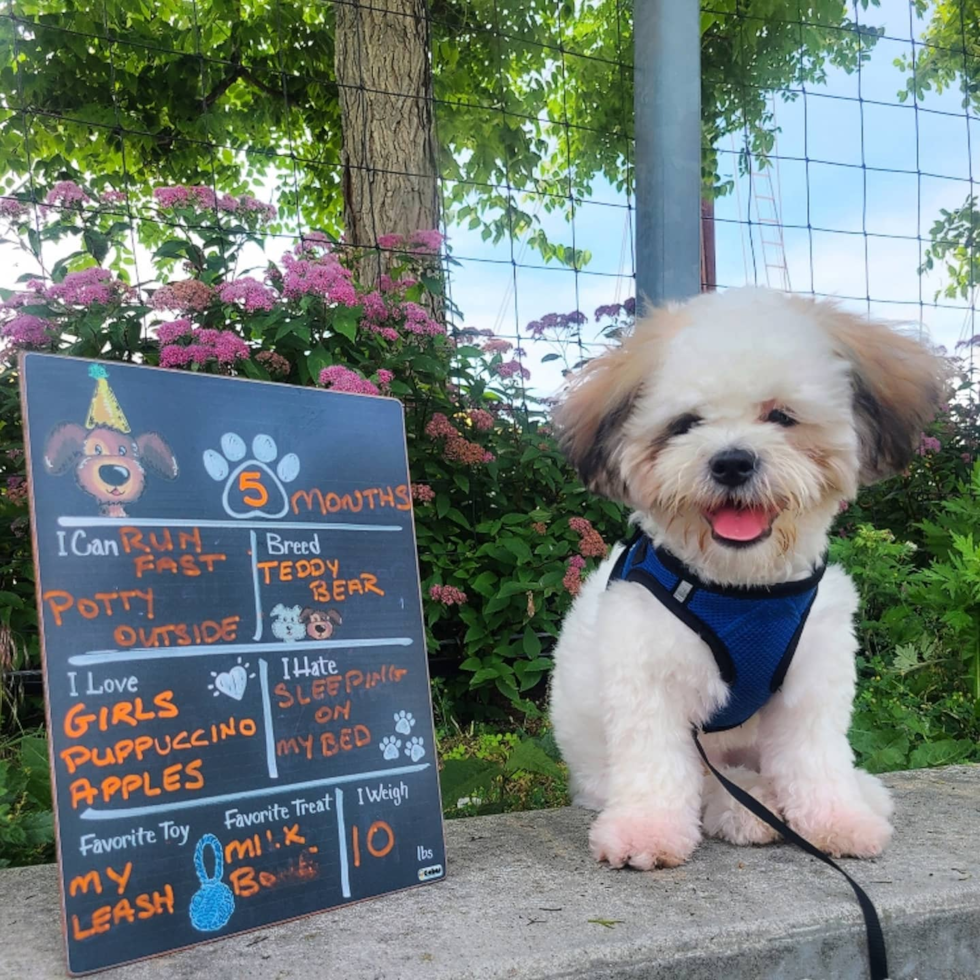 Sweet Teddy Bear Pup in New York NY