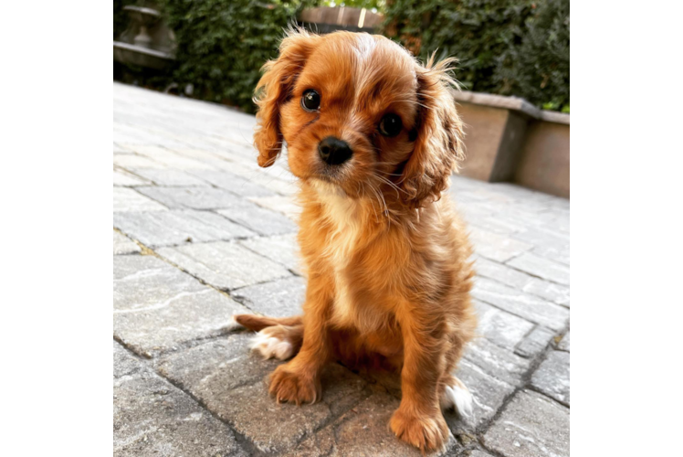 Cavalier King Charles Spaniel Puppy for Adoption