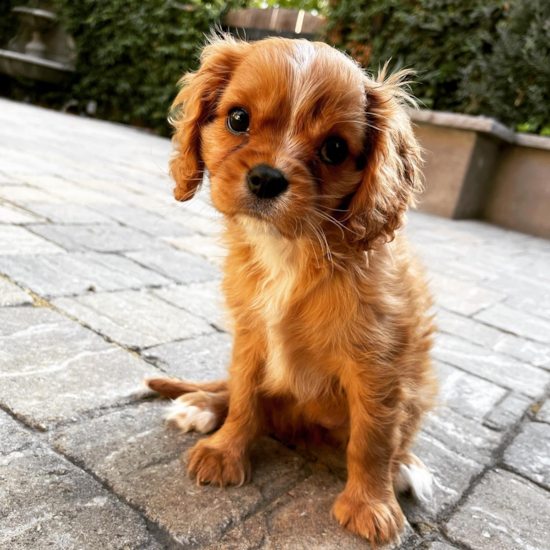 Happy Cavalier King Charles Spaniel Pup in Modesto CA