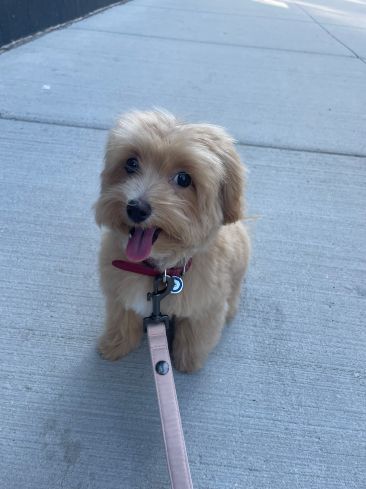 Hypoallergenic Maltese Poodle Poodle Mix Pup