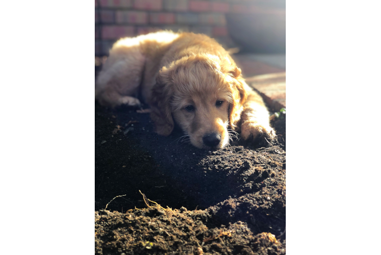 Adorable Golden Retriever Poodle Mix Puppy