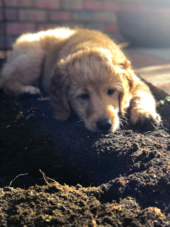 Cute Mini Goldendoodle Pup