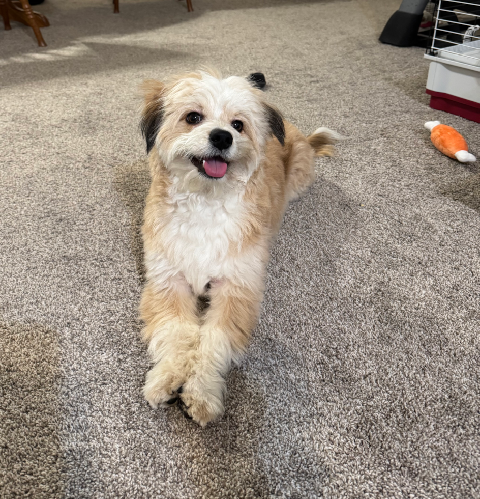 Friendly Aussiechon Pup in