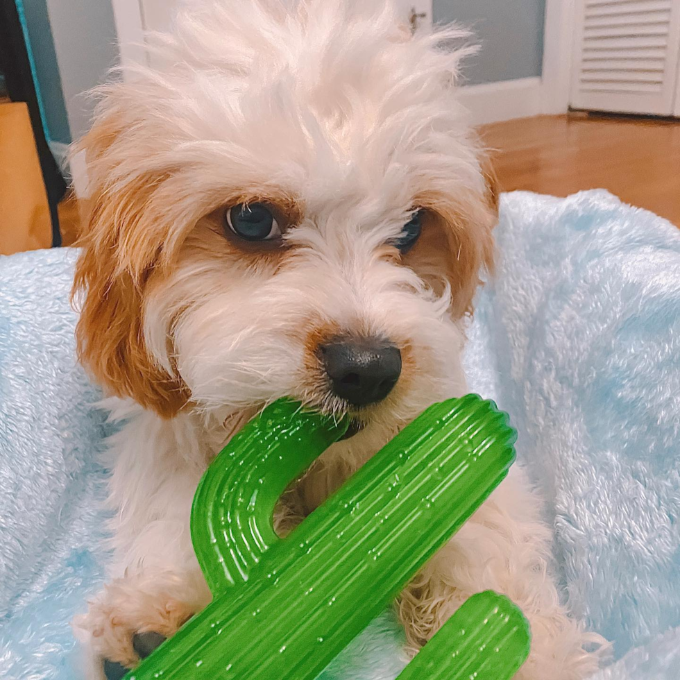 Petite Cavachon Designer Pup