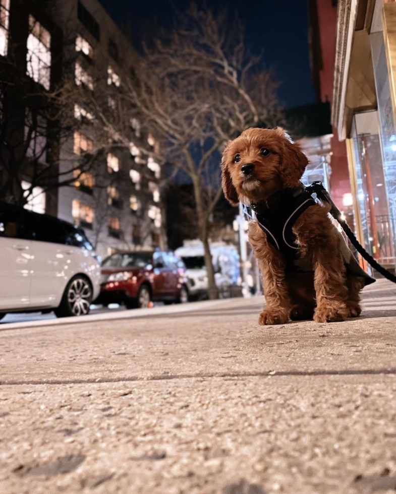 Fluffy Cavapoo Poodle Mix Pup