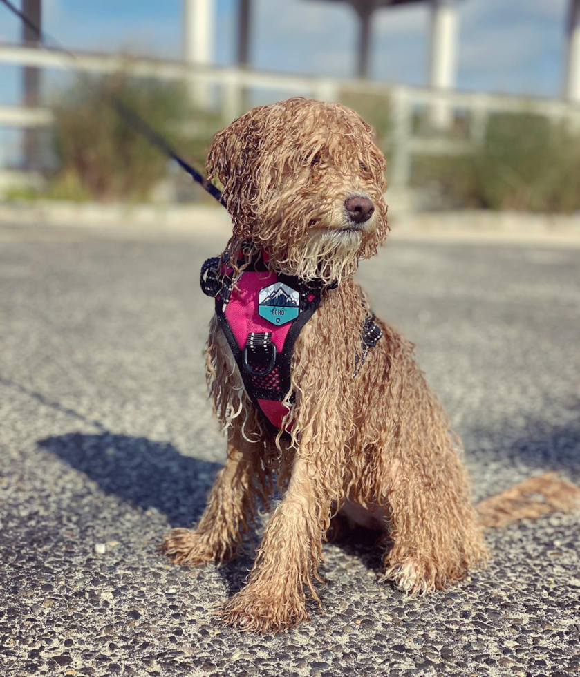 Happy Poodle Pup in Harvey Cedars NJ