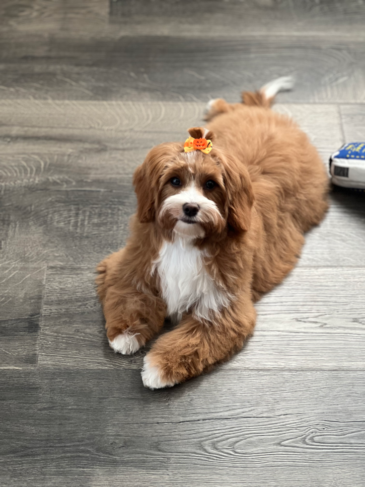 Cavapoo Pup