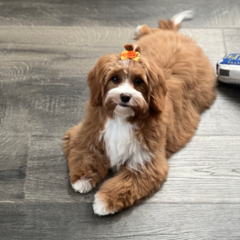 Cavapoo Pup