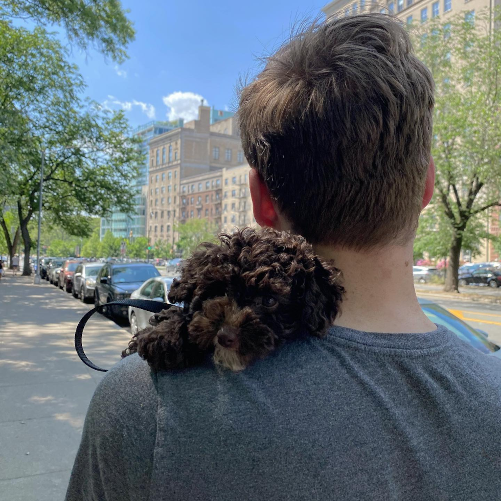 Sweet Poodle Pup in Brooklyn NY