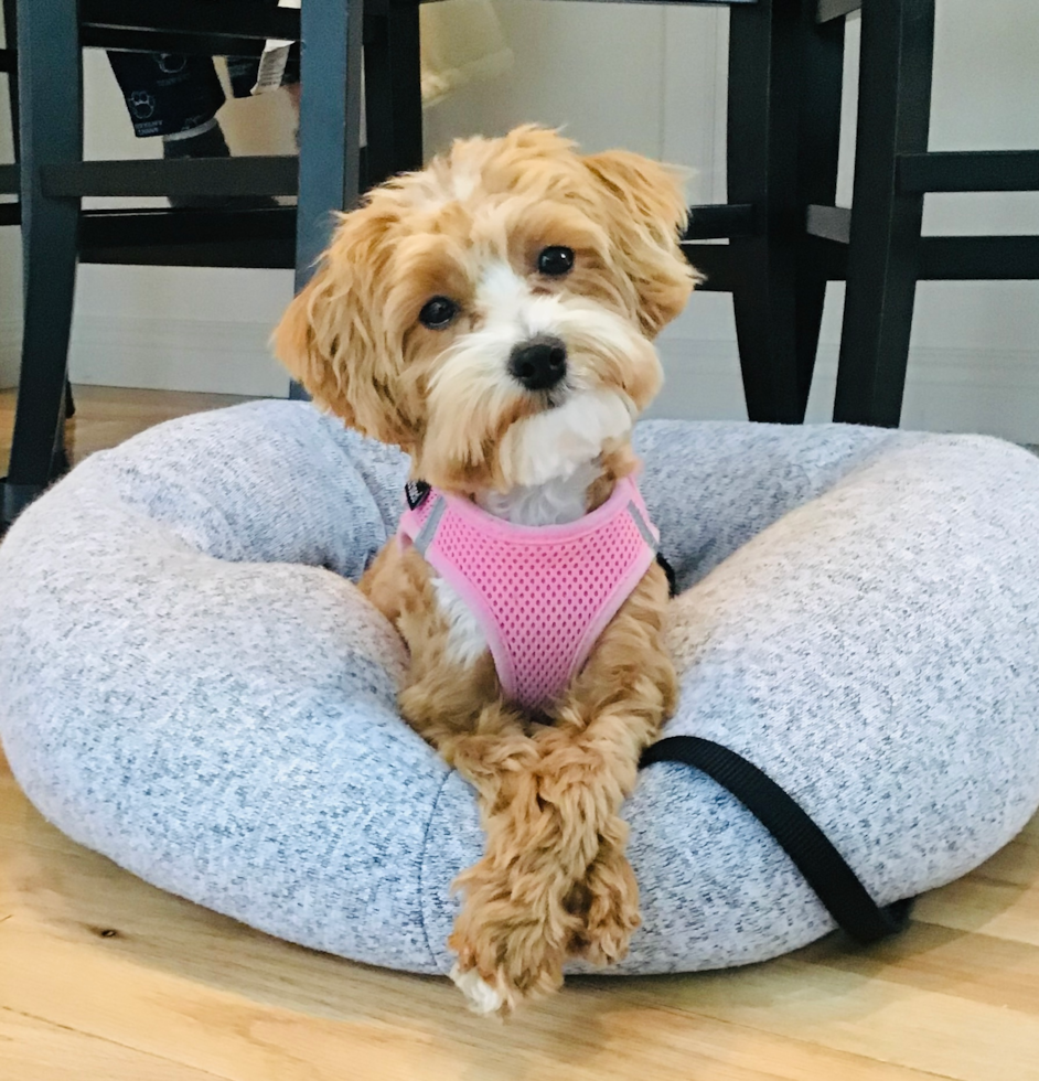 Small Maltipoo Pup