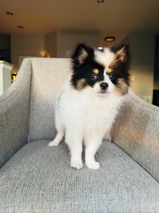 Pomeranian