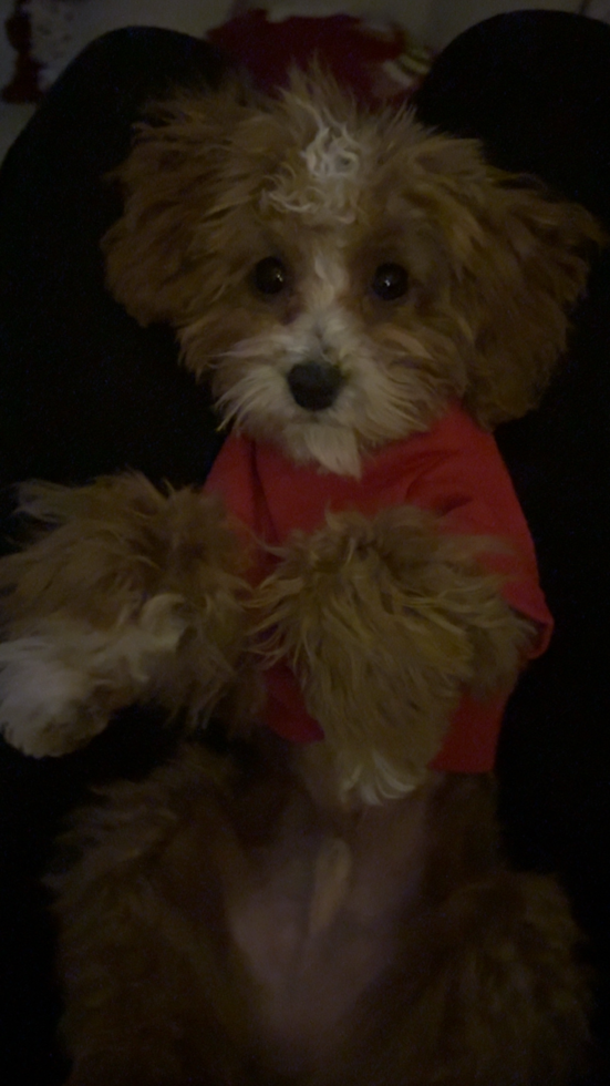 Poodle Pup