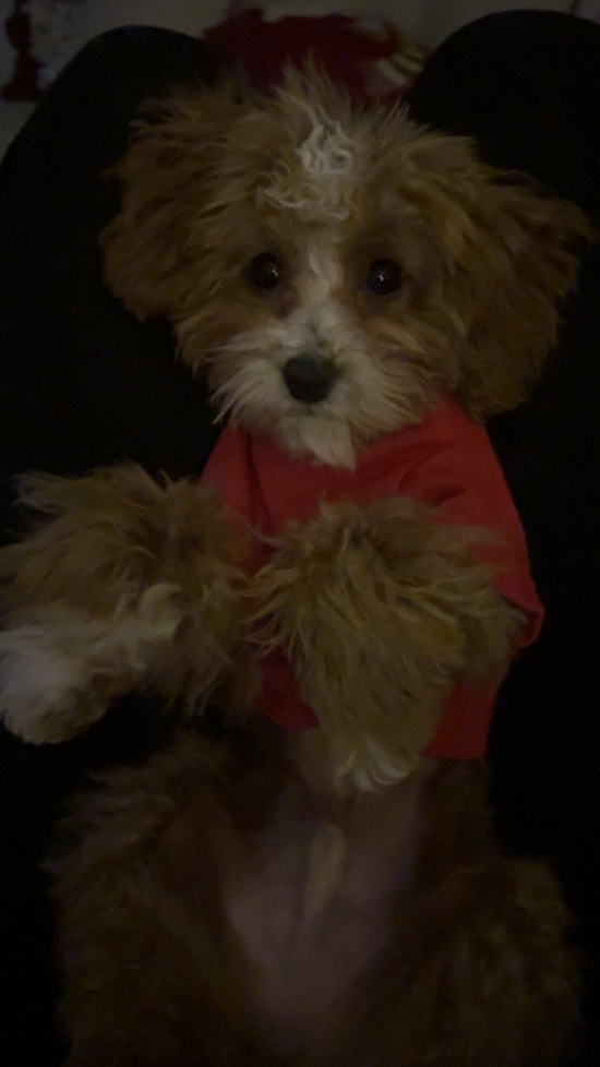 Poodle