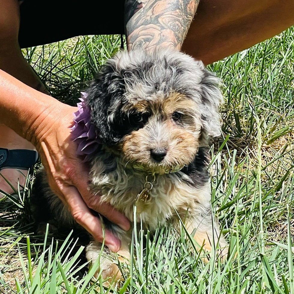 Funny Mini Aussiedoodle Poodle Mix Pup