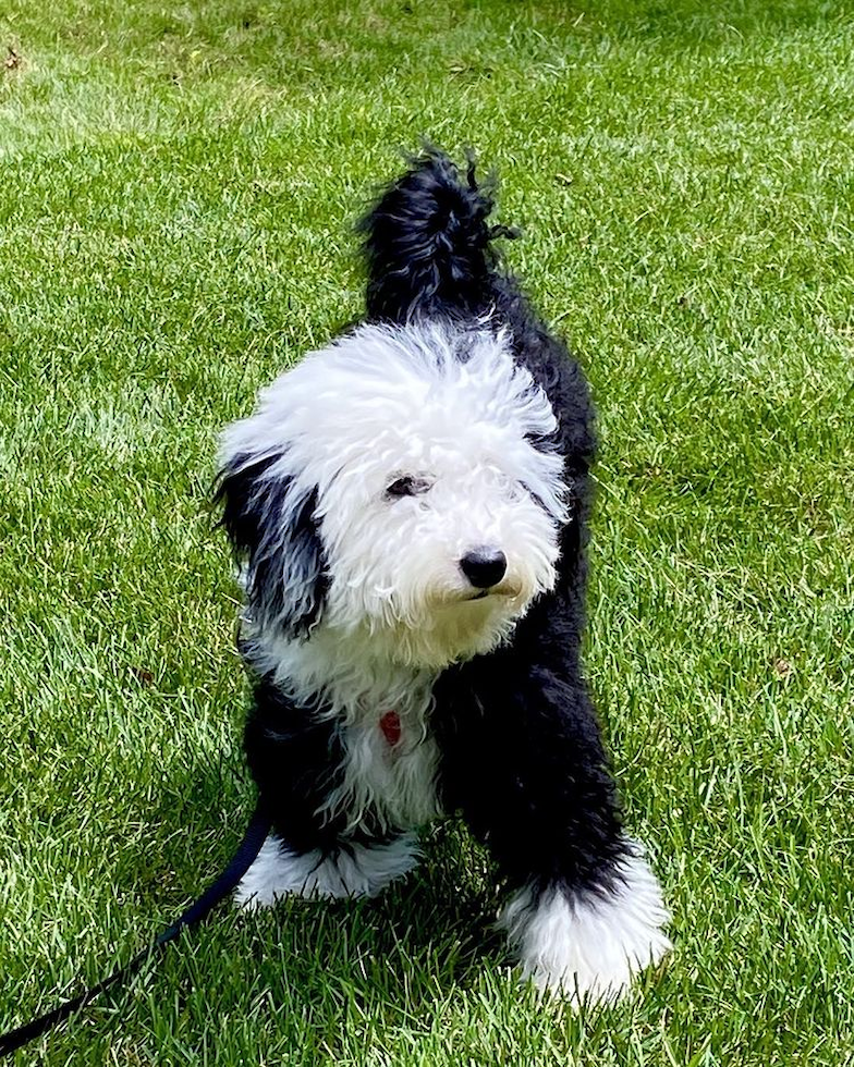 Funny Mini Sheepadoodle Poodle Mix Pup