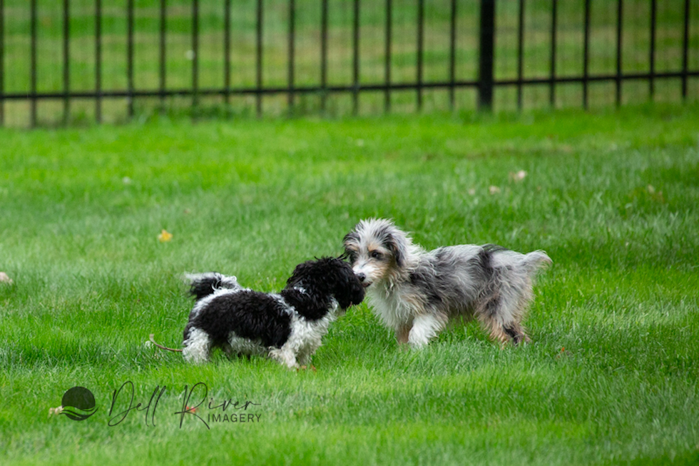 Playful Aussiepoo Poodle Mix Pup