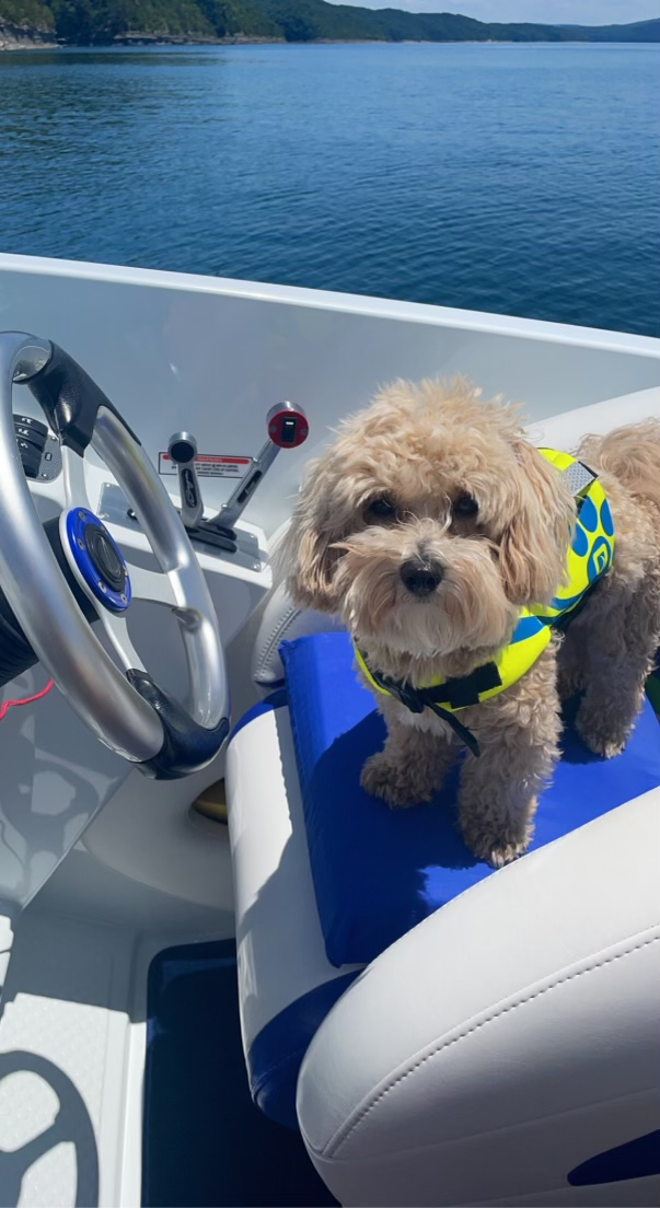 Energetic Maltese Poodle Poodle Mix Puppy
