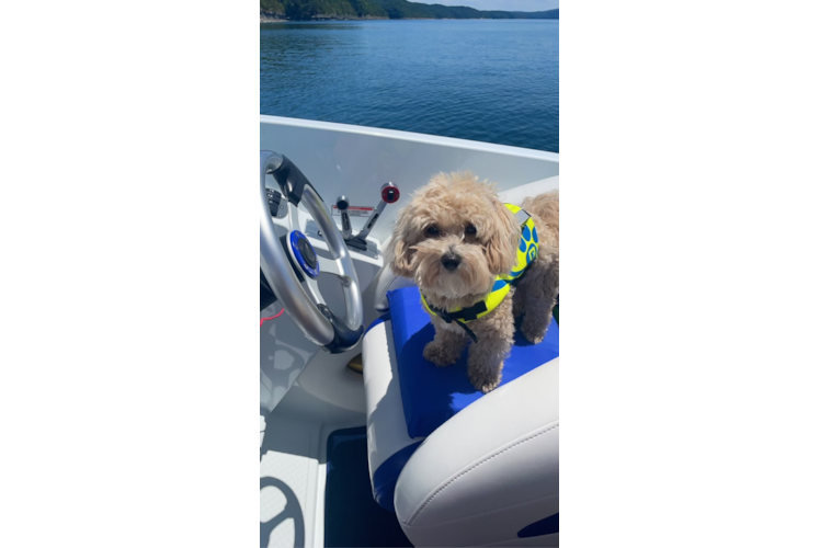 Energetic Maltese Poodle Poodle Mix Puppy