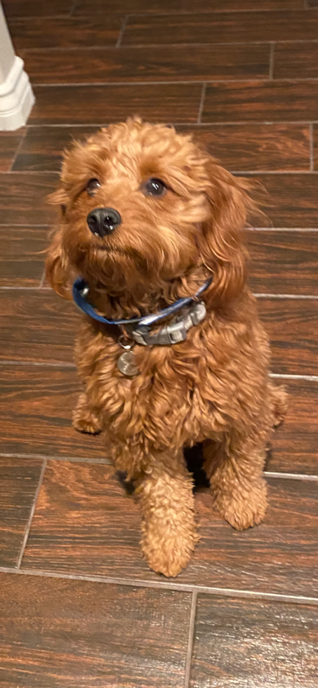 Avondale Cavapoo Pup