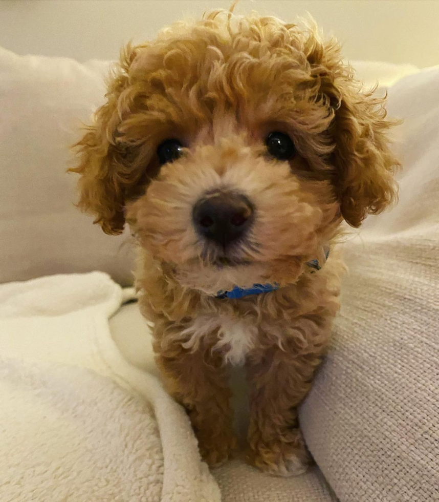 Little Bichpoo Poodle Mix Pup