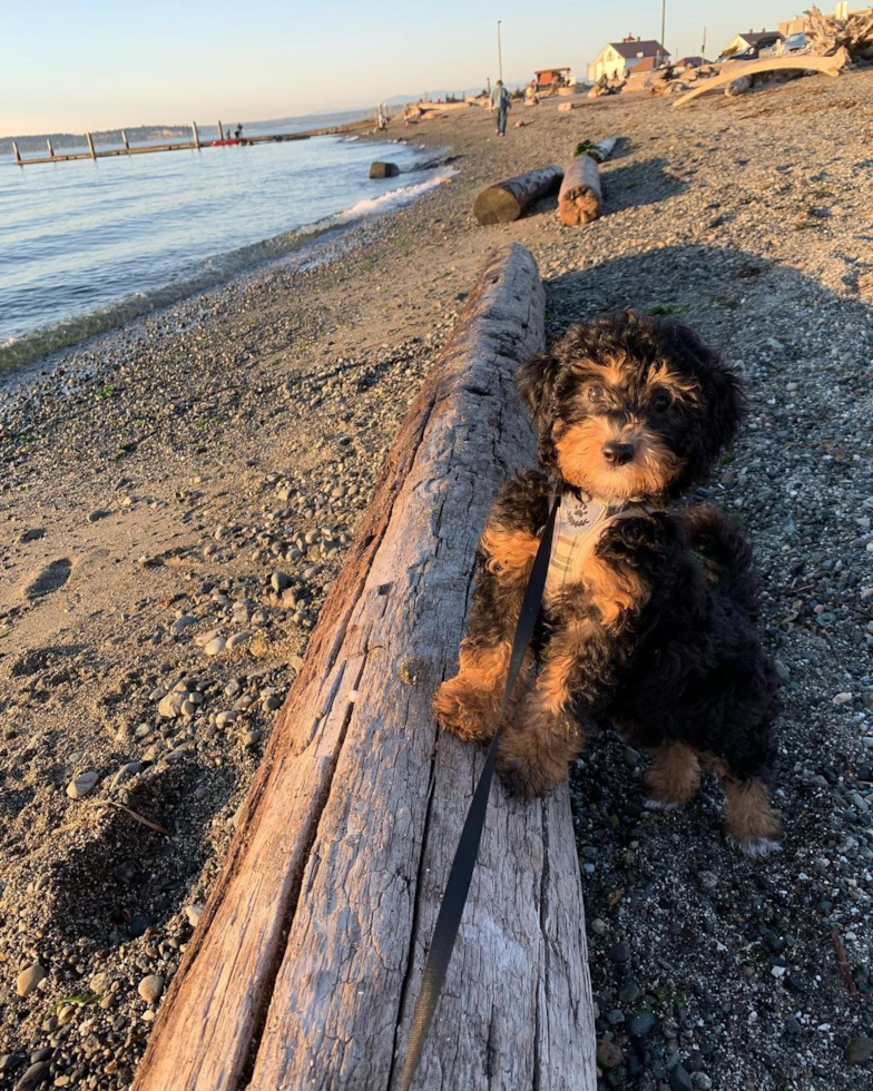 Popular Mini Bernedoodle Poodle Mix Pup