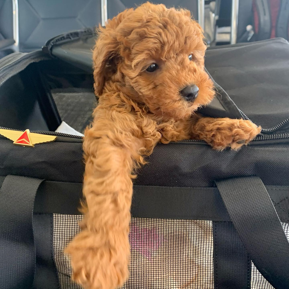 Popular Mini Goldendoodle Poodle Mix Pup