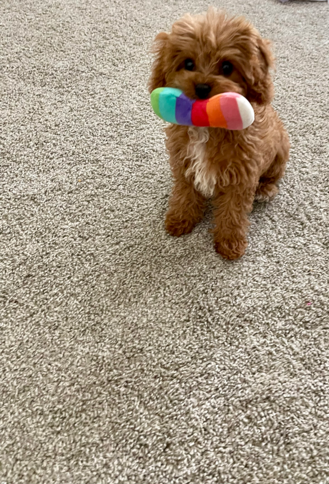 Playful Cavoodle Poodle Mix Pup