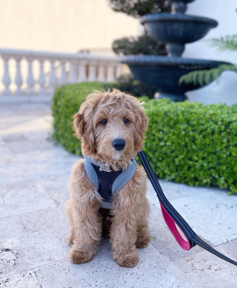 Energetic Golden Retriever Poodle Mix Pup