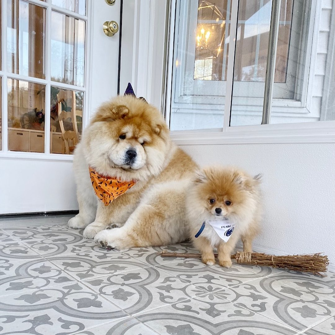 Small Pomeranian Purebred Pup