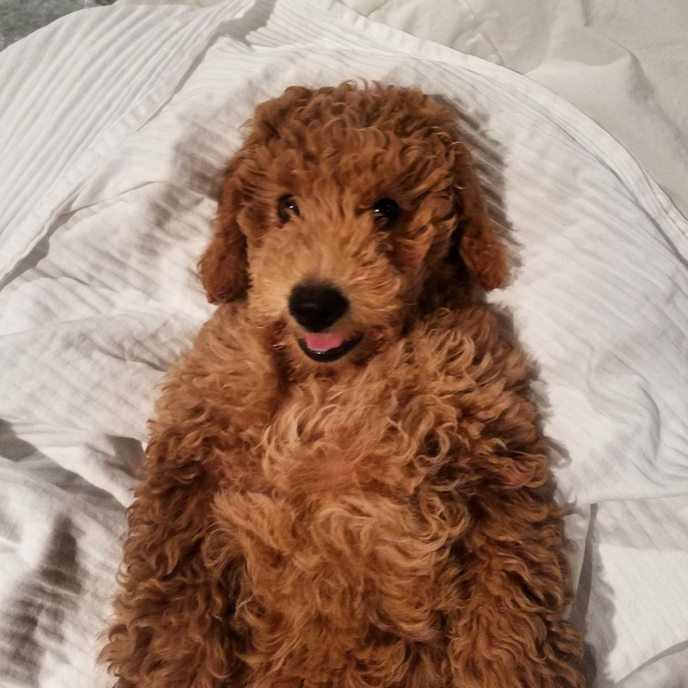 Small Mini Goldendoodle Pup in Abingdon VA