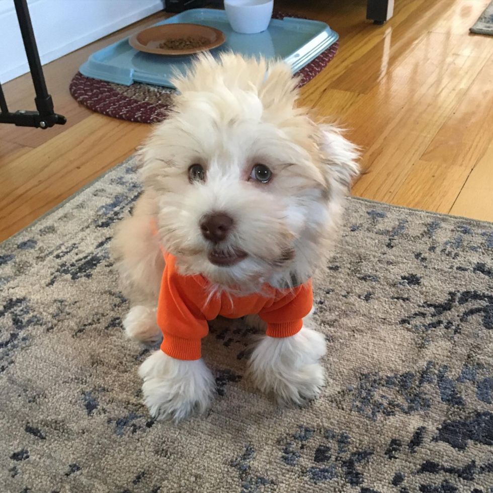 Funny Havanese Purebred Pup