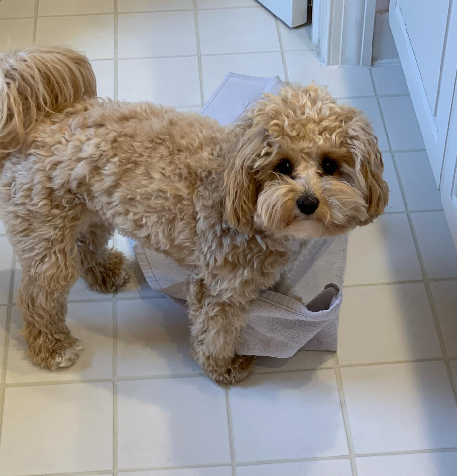 Cavapoo Being Cute