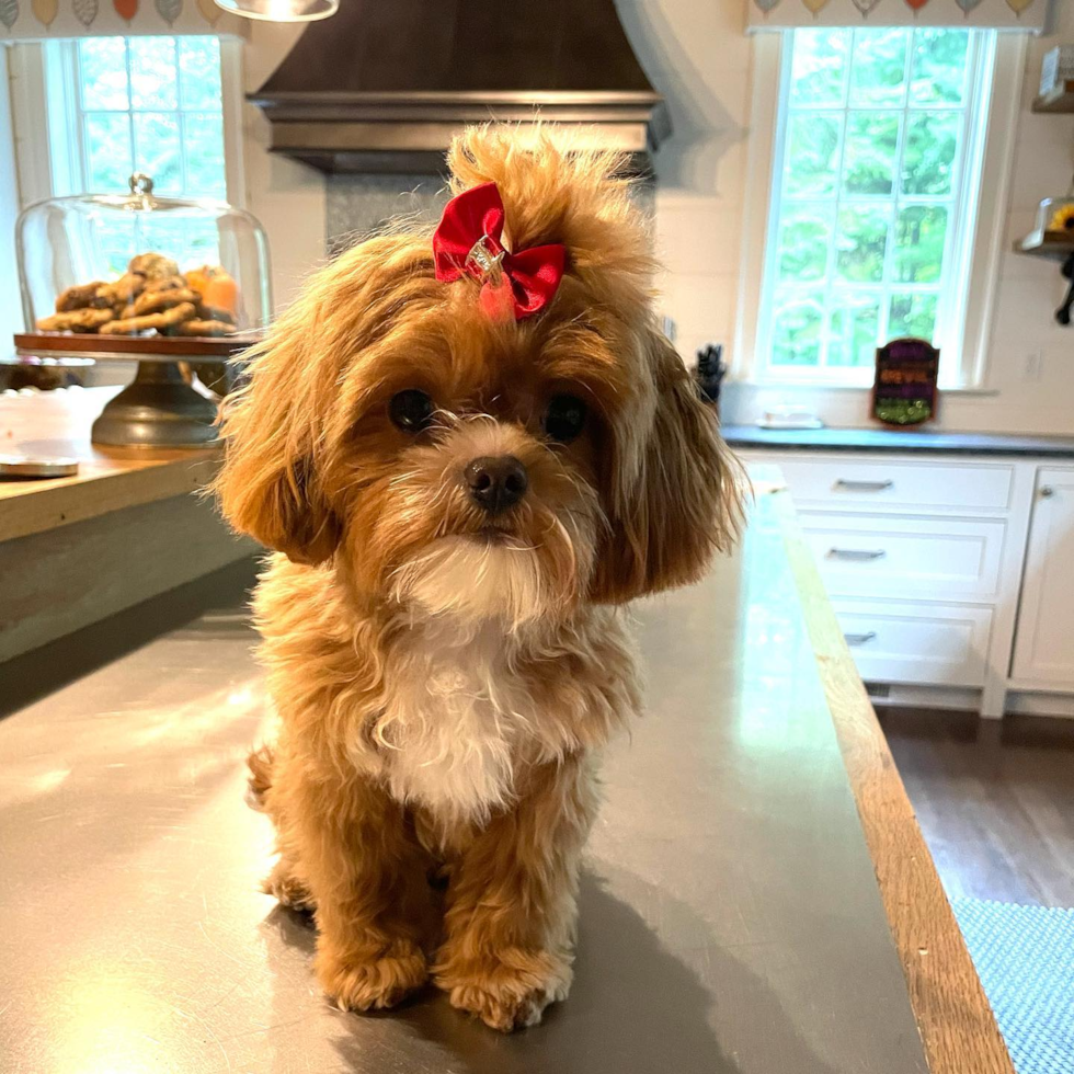 Katonah Shih Poo Pup