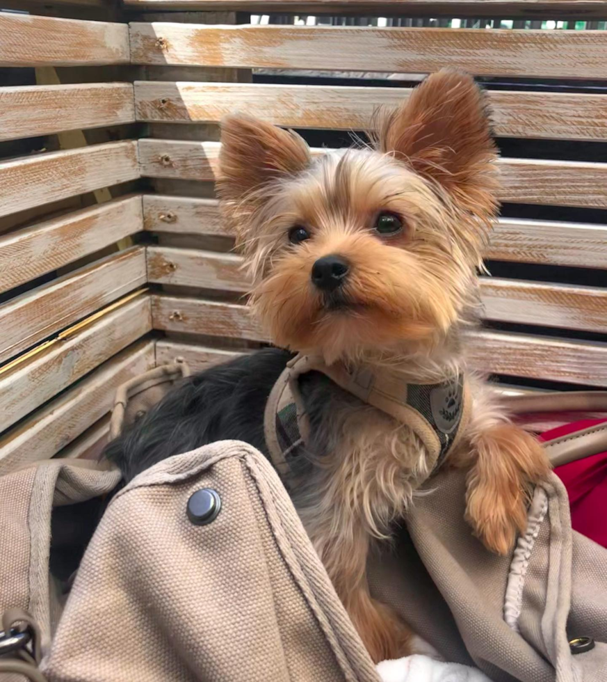 Sweet Yorkie Purebred Pup