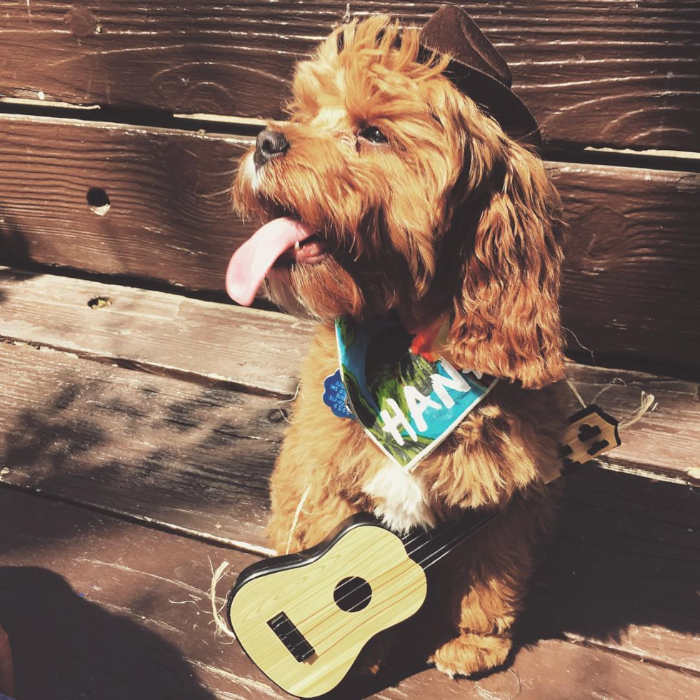 Hypoallergenic Cavoodle Poodle Mix Pup