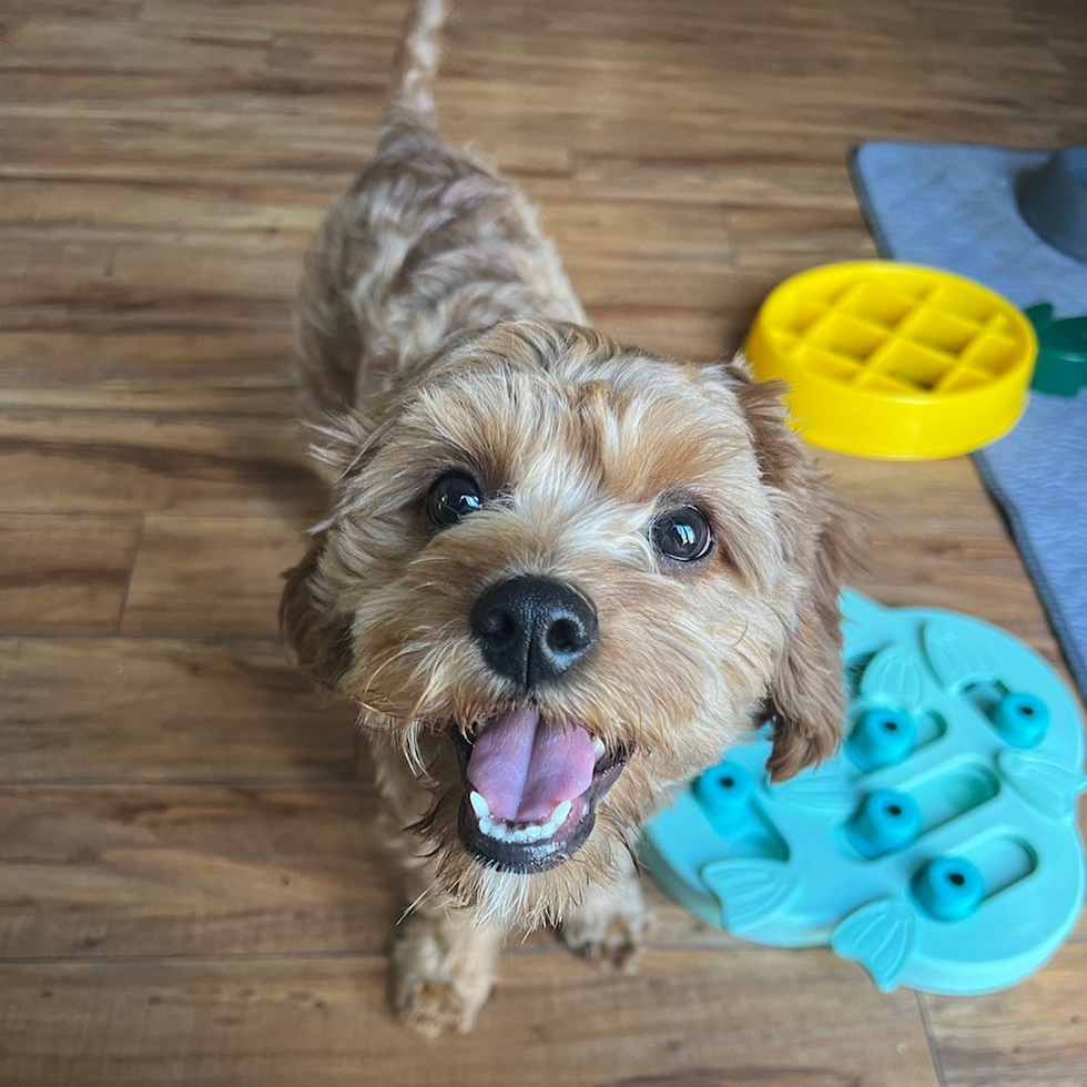 Popular Cavapoo Poodle Mix Pup