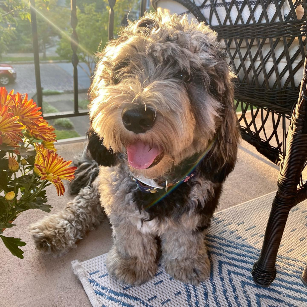 Cute Mini Sheepadoodle Pup