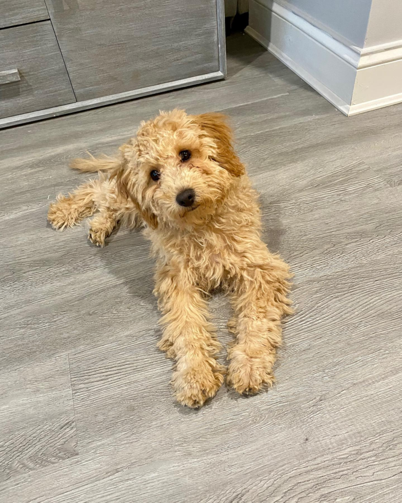 Funny Mini Goldendoodle Poodle Mix Pup