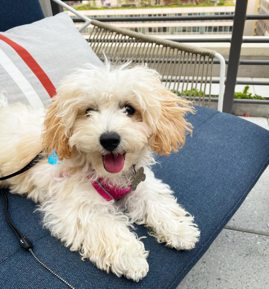 Hypoallergenic Bichpoo Poodle Mix Pup